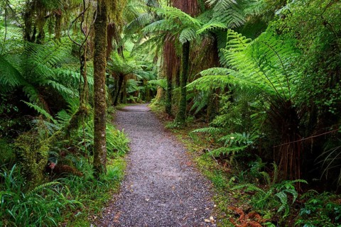 A narrow path through a lush forest with dense ferns and moss-covered trees, Roaring Billy Falls,