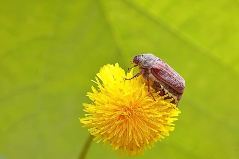 Maikäfer, Feldmaikäfer (Melolontha melolontha), Weibchen auf Blüte eines Löwenzahn (Taraxacum),