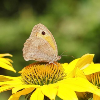 Großes Ochsenauge (Maniola jurtina), sammelt Nektar von einer Blüte des gelben Sonnenhut