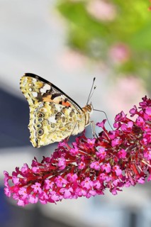 Distelfalter (Vanessa cardui) auf einer Blüte des Sommerflieders (Buddleja davidii), Flügel