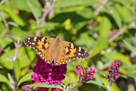 Distelfalter (Vanessa cardui) auf einer Blüte des Sommerflieders (Buddleja davidii), Wilnsdorf,