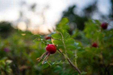 Needle rose (Rosa acicularis), rose hips, Resö Island, Bohuslän, Skagerrak, Sotenäs, Västra