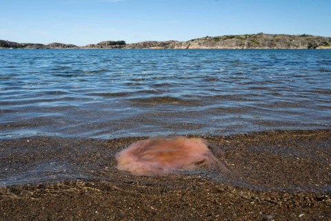 Fire jellyfish lying on the beach, Resö Island, Bohuslän, Skagerrak, Sotenäs, Västra Götalands län,