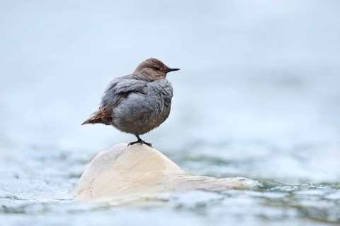 Grey White-throated Dipper (Cinclus mexicanus) standing on a rock in the water, Waterton Lakes
