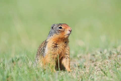 Columbia ground squirrel (Urocitellus columbianus, Spermophilus columbianus), Jasper National Park,