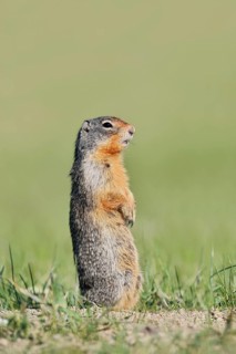 Columbia ground squirrel (Urocitellus columbianus, Spermophilus columbianus) standing upright in a