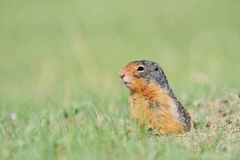 Columbia ground squirrel (Urocitellus columbianus, Spermophilus columbianus) looking out of the