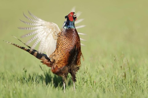 Hunting pheasant (Phasianus colchicus), cock mating in a meadow, North Rhine-Westphalia, Germany