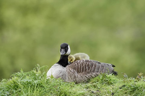 Canada goose (Branta canadensis) with chicks, North Rhine-Westphalia, Germany