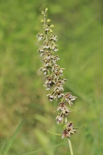 Broad-leaved helleborine or broad-leaved marsh orchid (Epipactis helleborine), inflorescence, North