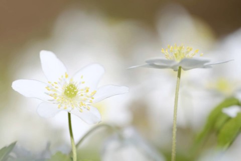 Wood anemone (Anemone nemorosa), flowers, North Rhine-Westphalia, Germany