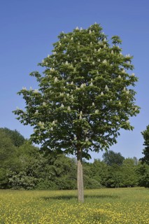 Horse chestnut (Aesculus hippocastanum) flowering in spring, North Rhine-Westphalia, Germany