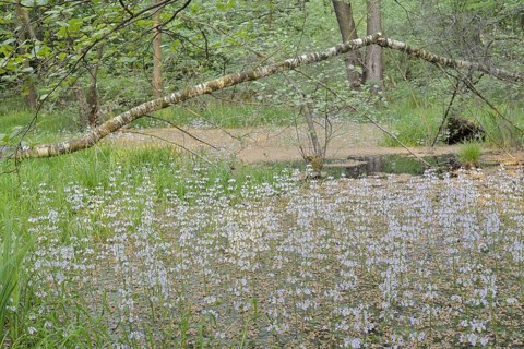 Flowering European water feather or water primrose (Hottonia palustris) in a pond, North