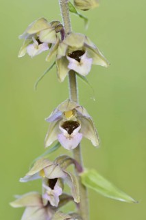 Broad-leaved helleborine or broad-leaved marsh orchid (Epipactis helleborine), flowers, North