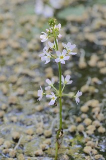 European water feather or water primrose (Hottonia palustris), inflorescence, North