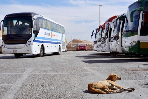 Dog and buses at the car park of Hatshepsut Temple, Mortuary Temple of Hatshepsut, Deir el-Bahari,