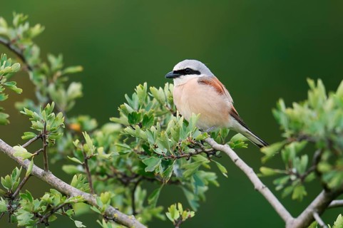 Red-backed shrike (Lanius collurio), male, North Rhine-Westphalia, Germany