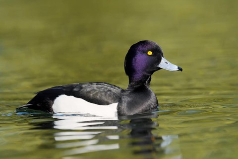 Tufted Duck (Aythya fuligula), swimming drake, North Rhine-Westphalia, Germany