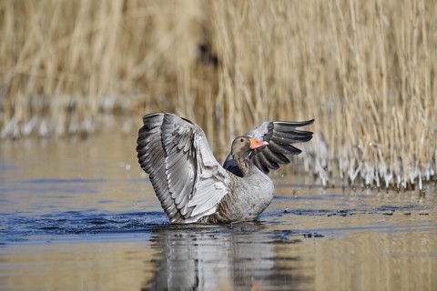 Greylag goose (Anser anser), flapping wings, North Rhine-Westphalia, Germany
