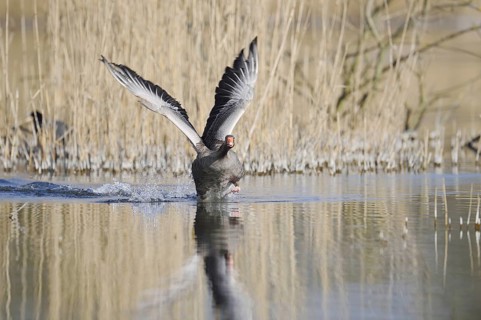 Greylag goose (Anser anser) flying up, North Rhine-Westphalia, Germany