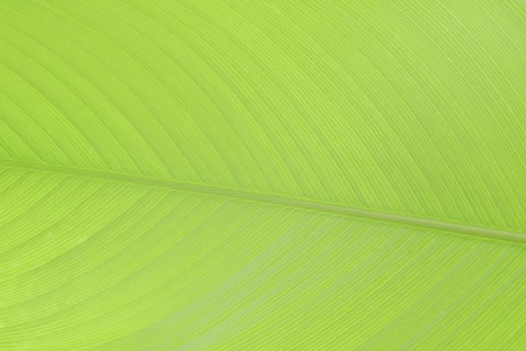 Ornamental banana or Abyssinian banana (Ensete ventricosum), leaf detail, ornamental plant, North