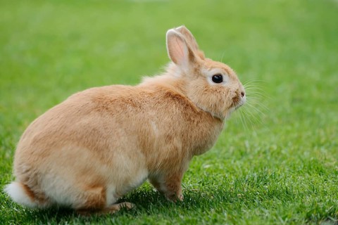 Dwarf rabbit (Oryctolagus cuniculus forma domestica) in a meadow, North Rhine-Westphalia, Germany