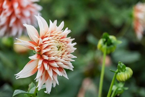 Dahlia (Dahlia), Münsterland, North Rhine-Westphalia, Germany