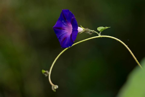 Funnel bindweed (Ipomoea purpurea) flower, Sieversen, Rosengarten, Lower Saxony, Germany