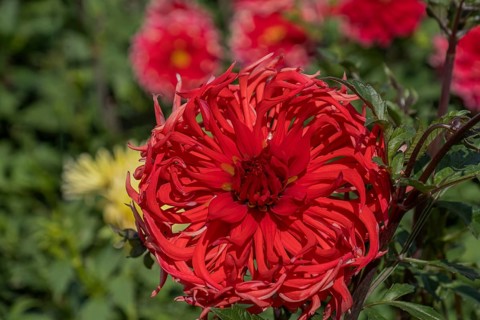Dahlia, red, Münsterland, North Rhine-Westphalia, Germany