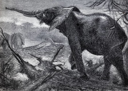 African elephant (Loxodonta africana), historical book illustration, lithograph