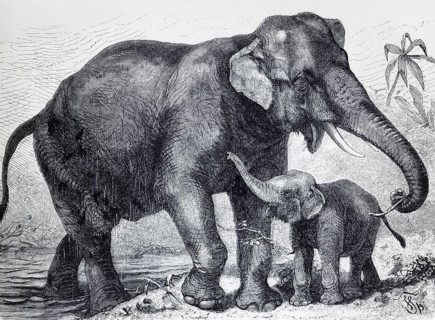 Indian elephant (Elephas indicus), historical book illustration, lithograph