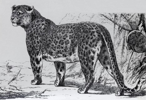 Leopard (Panthera pardua), historical book illustration, wood engraving
