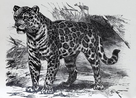 Jaguar (Panthera onca), historical book illustration, wood engraving