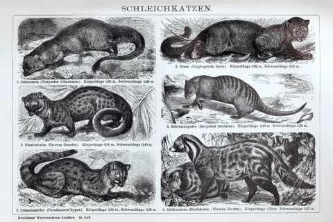 Illustrated plate of Viverridae, predators, historical book illustration, wood engraving
