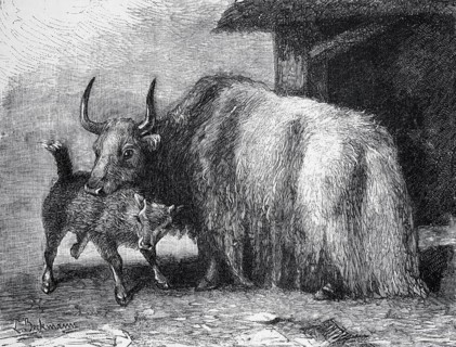 Yak (Bos mutus), historical book illustration