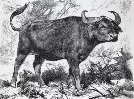 Cape buffalo (Syncerus caffer), historical book illustration, Brockhaus, Konversations-Lexikon from