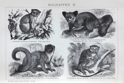 Half-monkeys, bear lemur (Arctocebus calabarensis), aye-aye (Chiromys madagascariensis), mongoose