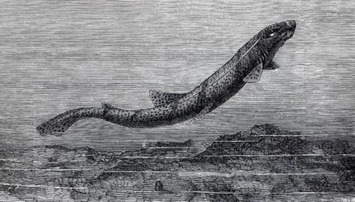Cat shark (Scyllium catulus), historical book illustration, wood engraving