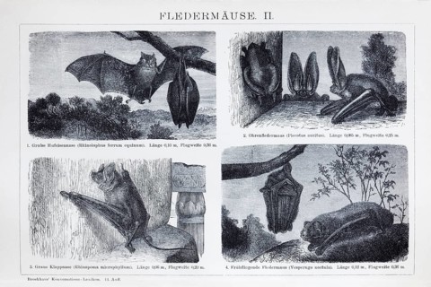 Plate Bats (Microchiroptera), historical book illustration, wood engraving, Brockhaus