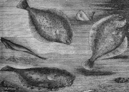 Plaice or turbot (Pleuronectes platessa), historical book illustration, wood engraving
