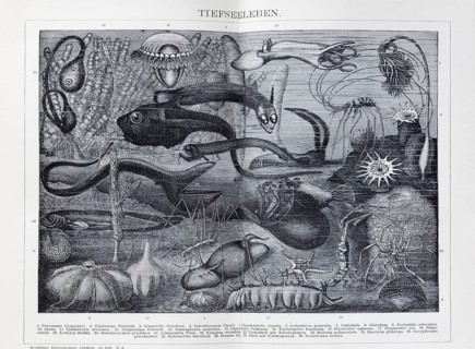 Plate of fantastic deep-sea creatures, historical book illustration, wood engraving