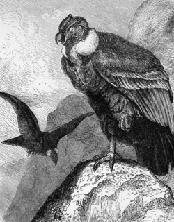 Andean condor (Vultur gryphus), historical book illustration
