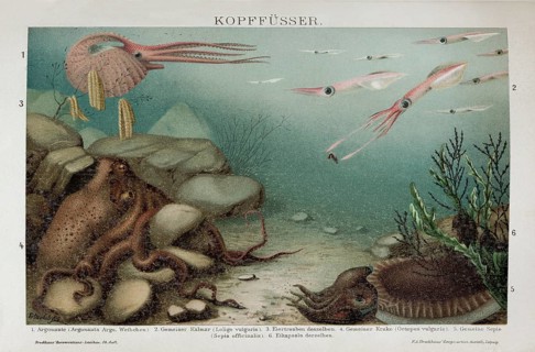 Colour plate cephalopods (Cephalopoda), argonauta, squid, octopus, historical book illustration,