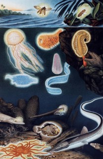 Plate of luminous marine animals, luminous fish and jellyfish with biofluorescence, historical book