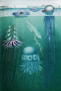 Image plate Swimming polyps (siphonophores), Stephalia corona, Hula Skirt Siphonophore pelagica,