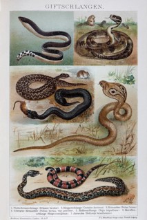 Plate of venomous snakes, spectacled snake (Naja naja), rattlesnake (Crotalus), black viper (Vipera