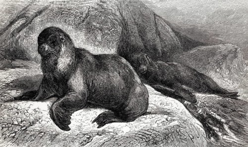 South American sea lion (Otaria jubata), historical illustration