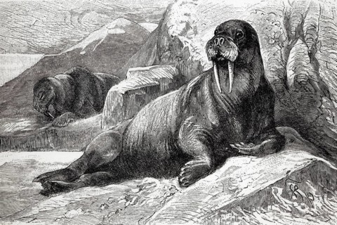 Walrus (Odobenus rosmarus), historical book illustration