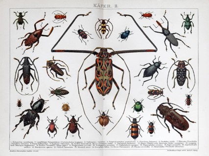 Double page beetle species, longhorn beetle (Acrocinus longimanus), historical book illustration,