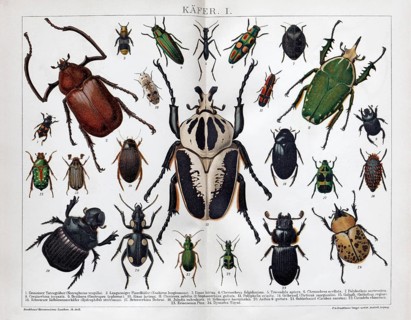 Double page with beetle species, Goliath beetle (Goliathus), historical book illustration, colour